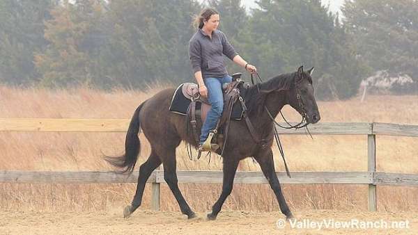 working-cow-quarter-horse