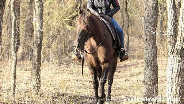 grulla-ranch-work-horse