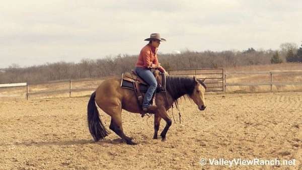 pleasure-driving-quarter-horse