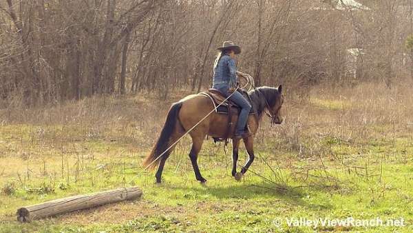 ranch-versatility-quarter-horse