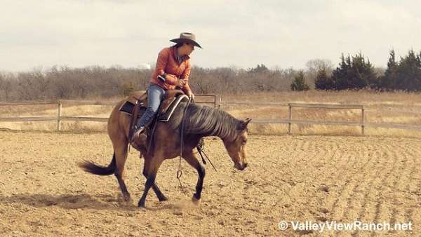 ranch-work-quarter-horse