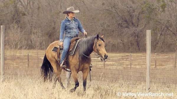 reined-cow-quarter-horse