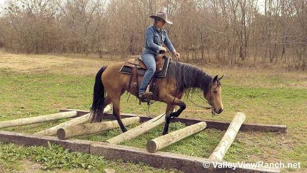 reining-quarter-horse