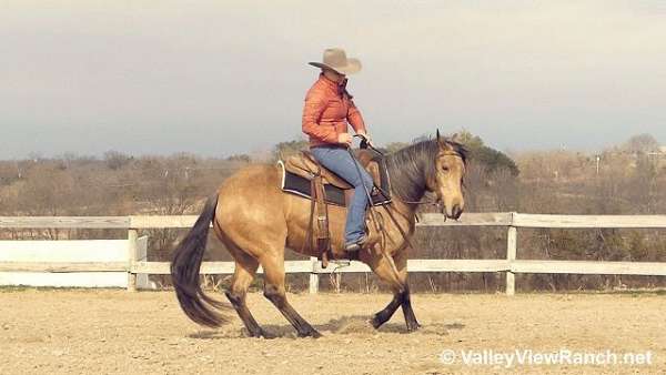 buckskin-pleasure-driving-horse