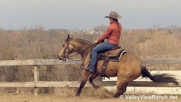 buckskin-quarter-horse-mare