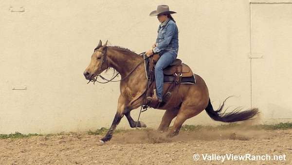 trail-riding-quarter-horse