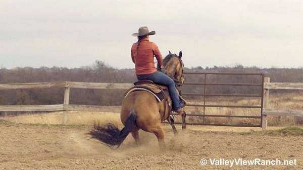 working-cattle-quarter-horse