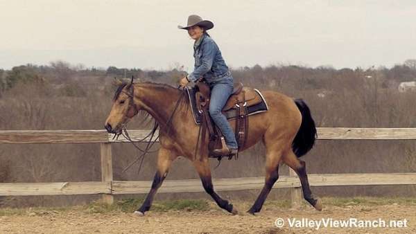 working-cow-quarter-horse