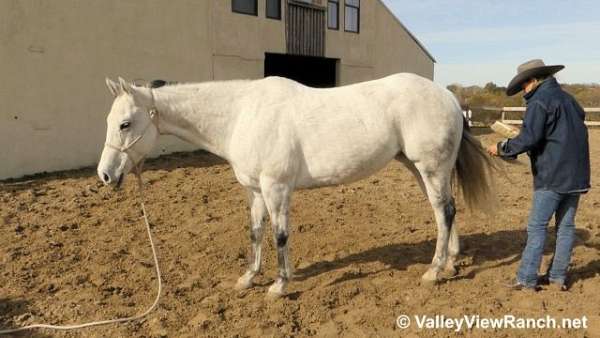 gymkhana-quarter-horse