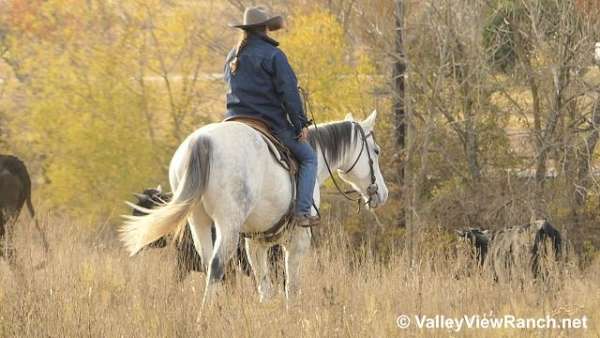 beginner-quarter-horse