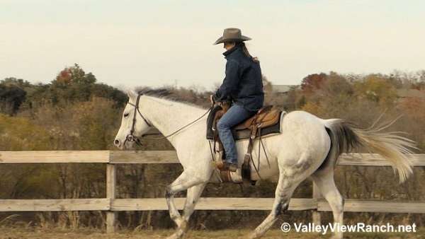 dressage-quarter-horse