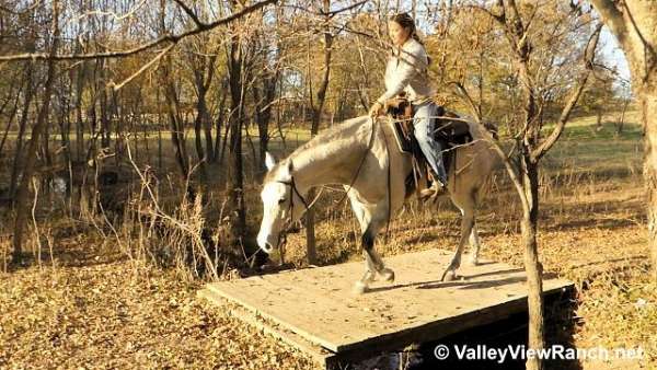 kid-safe-quarter-horse