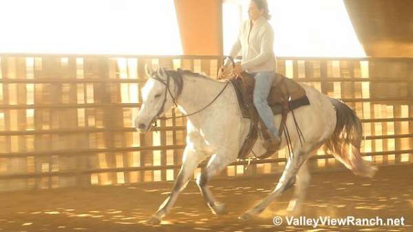 ranch-quarter-horse