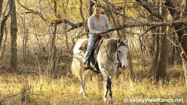 ranch-work-quarter-horse