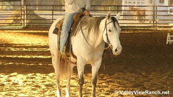 roping-quarter-horse