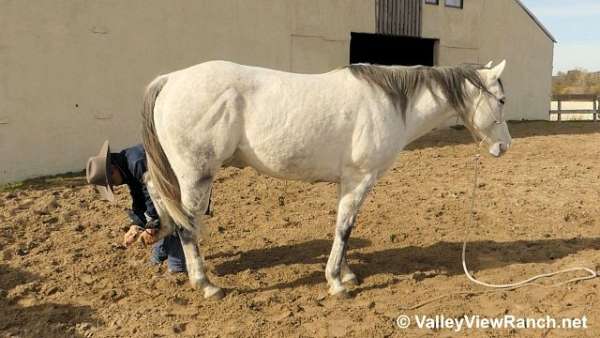 trail-quarter-horse