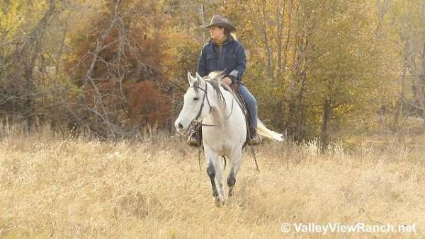 trail-riding-quarter-horse