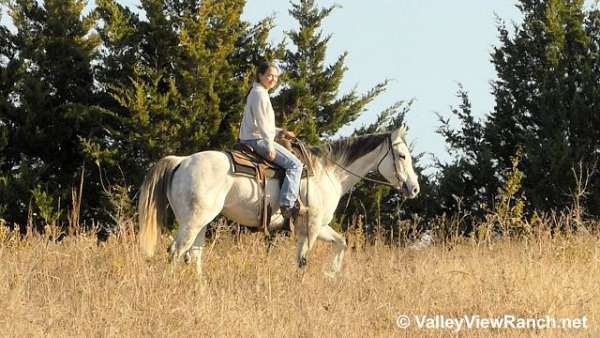 grey-quarter-horse-mare