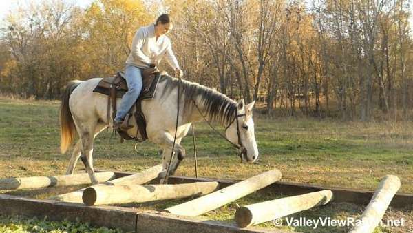 youth-quarter-horse