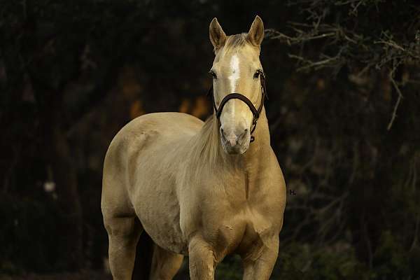 all-around-quarter-horse