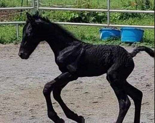 breeder-friesian-horse