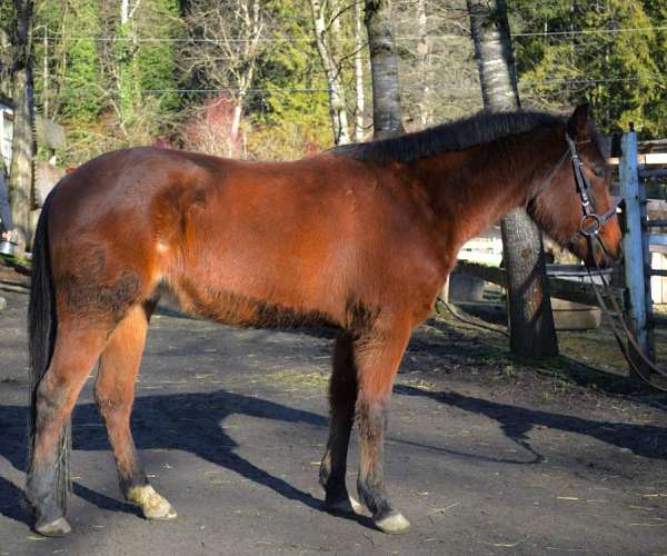 bay-welsh-pony-gelding