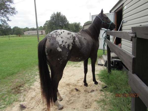 white-blanket-horse