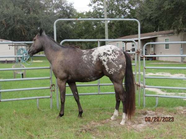 black-white-blanket-horse