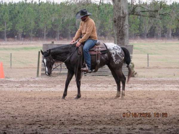 all-around-appaloosa-horse