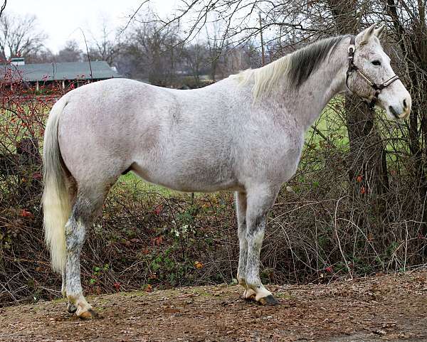 all-around-quarter-horse