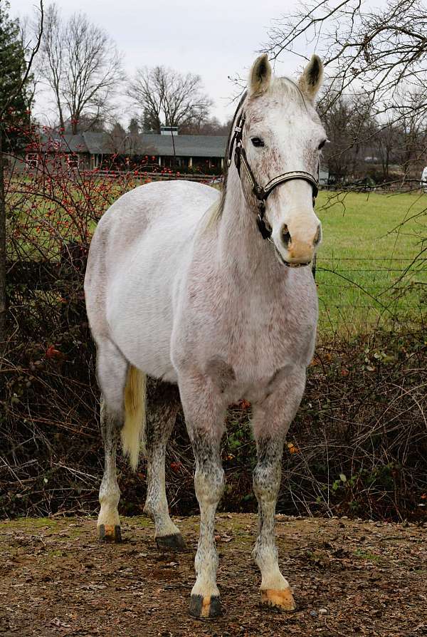 driving-quarter-horse