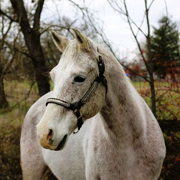 husband-safe-quarter-horse