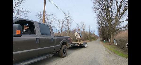 playday-quarter-horse