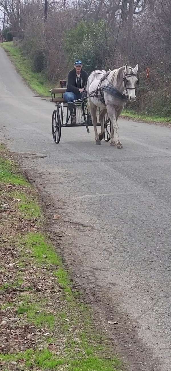 pleasure-driving-quarter-horse