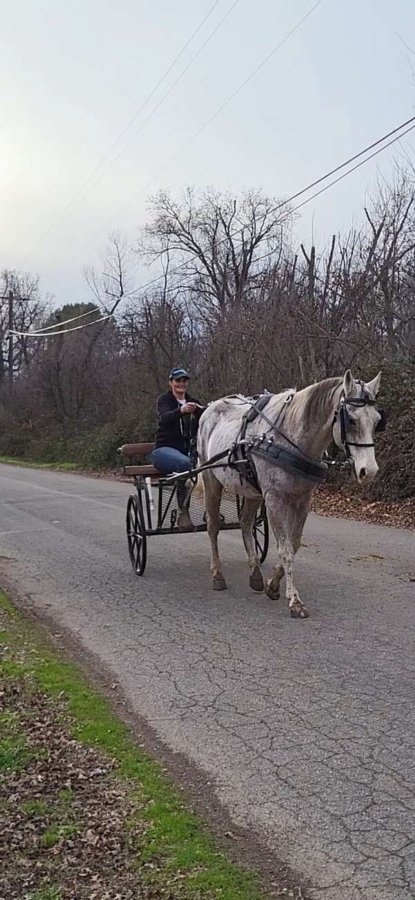 ranch-versatility-quarter-horse