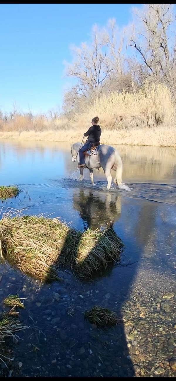 ridden-western-quarter-horse