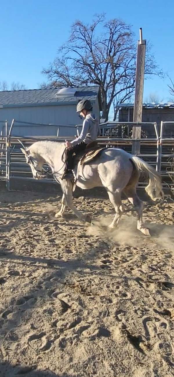 grey-quarter-horse-gelding