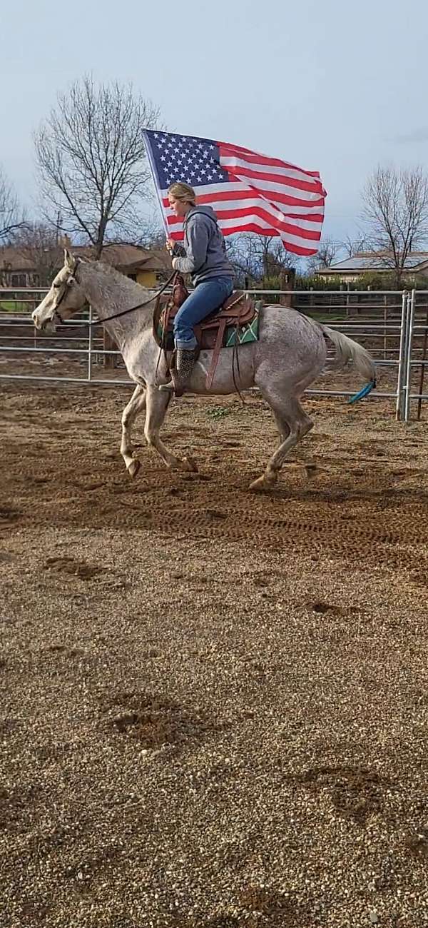 grey-all-around-horse