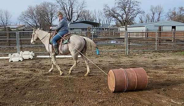 grey-beginner-horse