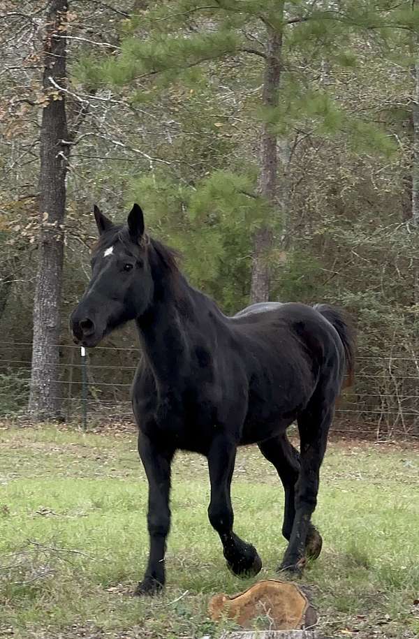 draft-percheron-horse