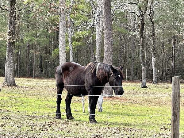 driving-percheron-horse