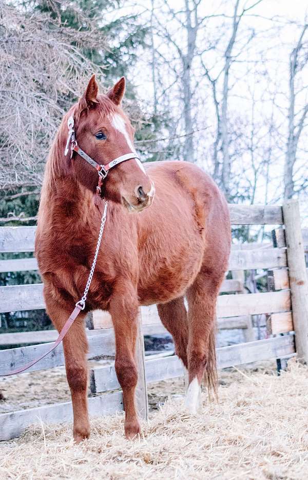 champion-canadian-quarter-horse