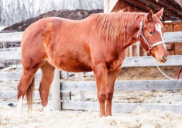 barrel-canadian-quarter-horse