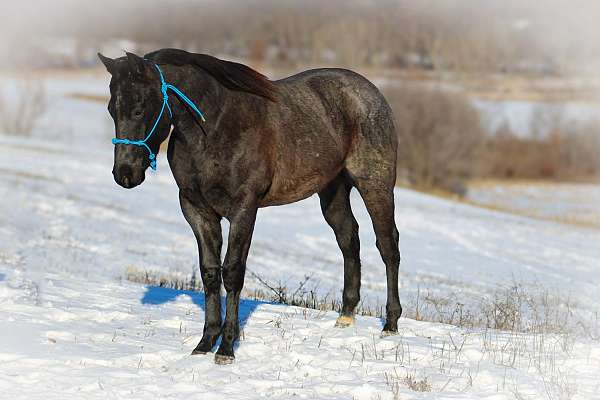 all-around-quarter-horse