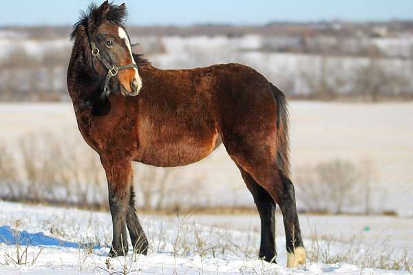 triple-registered-gypsy-vanner-pony