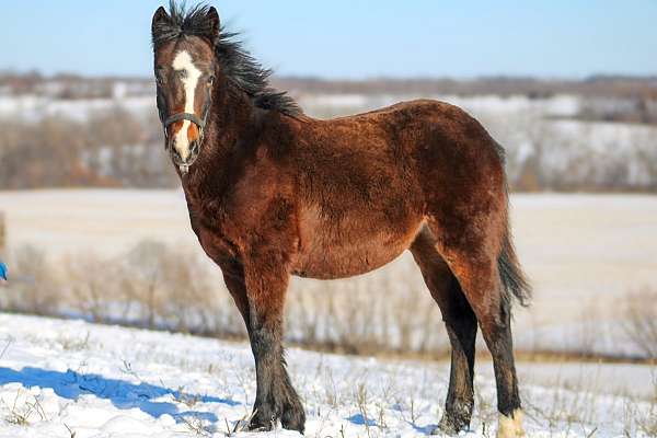 bay-gypsy-vanner-pony-filly-stallion