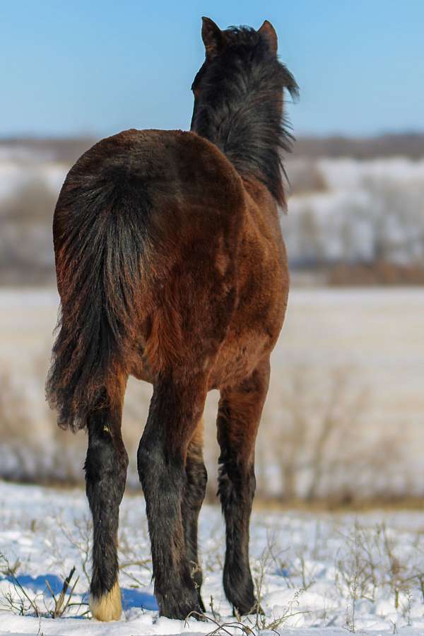 blue-roan-gypsy-vanner-pony-filly-stallion