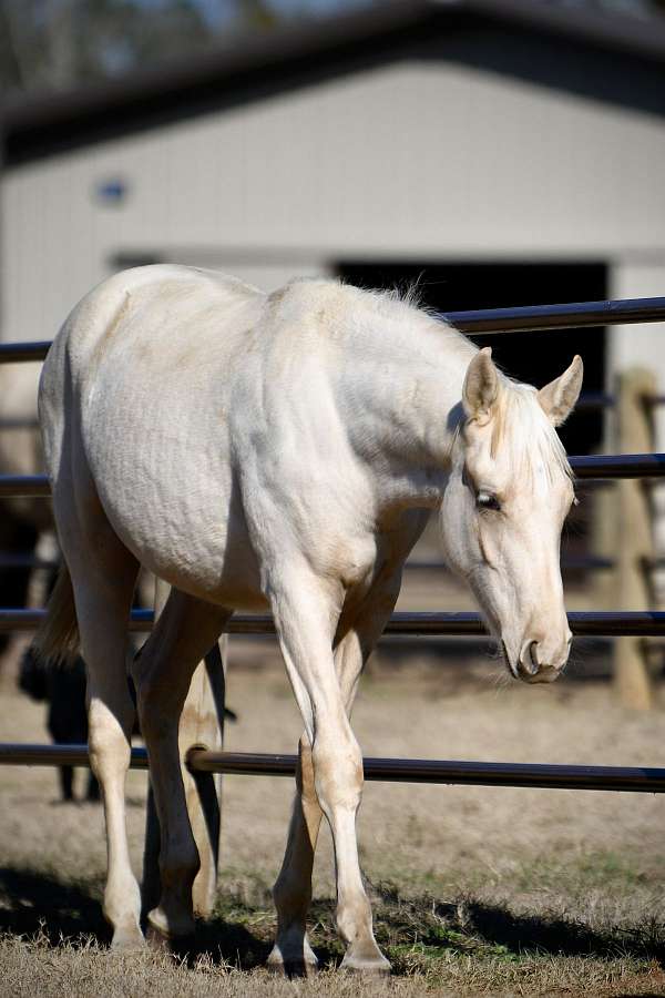 pole-filly-broodmare