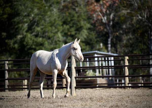 palomino-twhbea-filly-broodmare