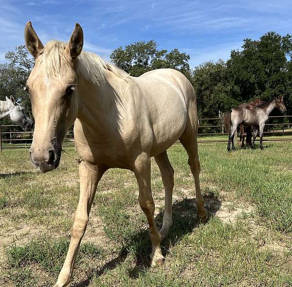 twhbea-filly-broodmare